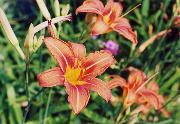Massachusetts 2001: Fire Lily