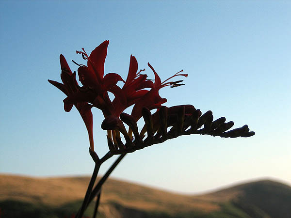 Mendocino 2006: Flower 2