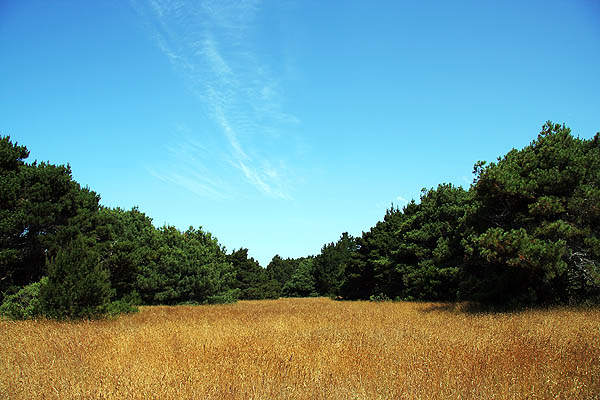 Mendocino 2006: Grass and Sky