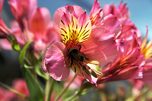 Mendocino 2006: Mendocino Flower and Bee
