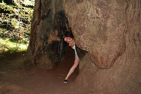Mendocino 2006: Redwood Jane