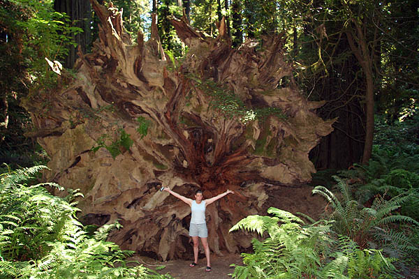 Mendocino 2006: Redwood Giant Stump