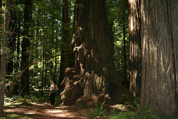 Mendocino 2006: Redwood Giant Burls