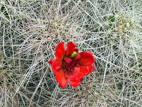 Moab April 2002: Cactus Flower