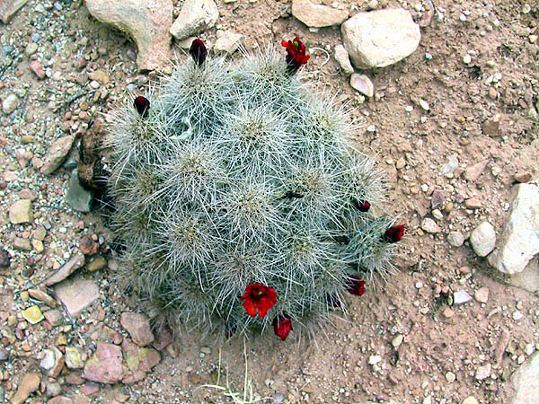Moab April 2002: Cactus Flowers