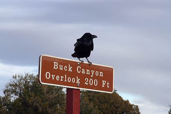 Moab 2005: Raven
