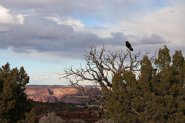 Moab 2005: Raven in Tree