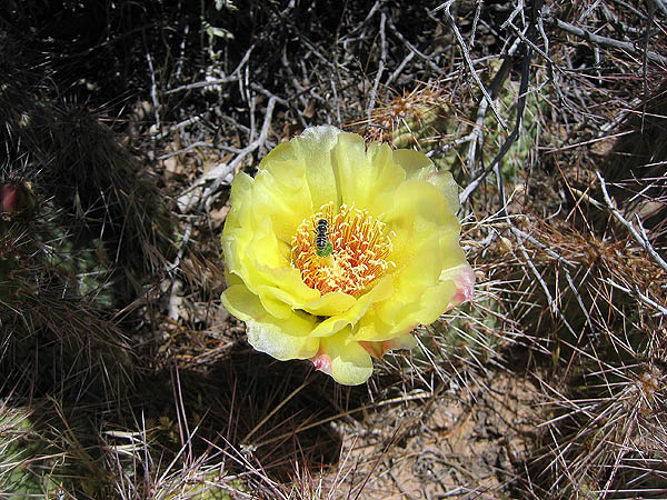 Moab 2006: Klondike Bluffs: Cactus Flower