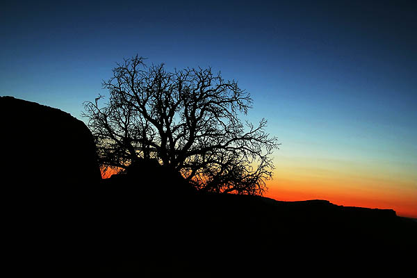 Moab 2006: Moab Rim: Tree Silhouette