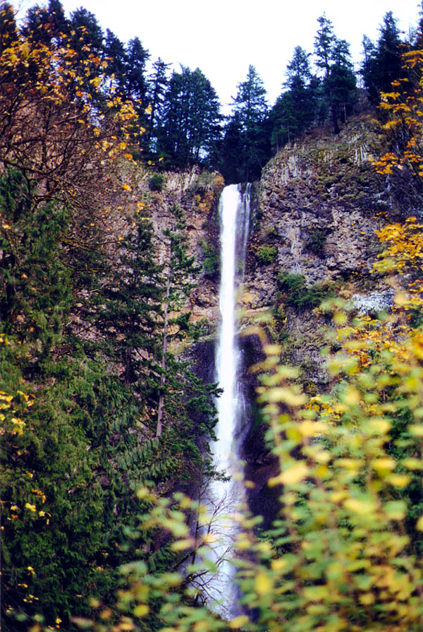 Multnomah Falls: Falls Through Trees