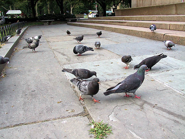 NYC 2002: Sherman Statue Pigeons