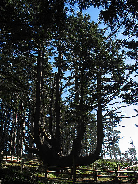 Oregon Coast 2005: Octopus Tree 01