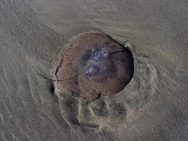 Oregon Coast 2005: Jellyfish 01