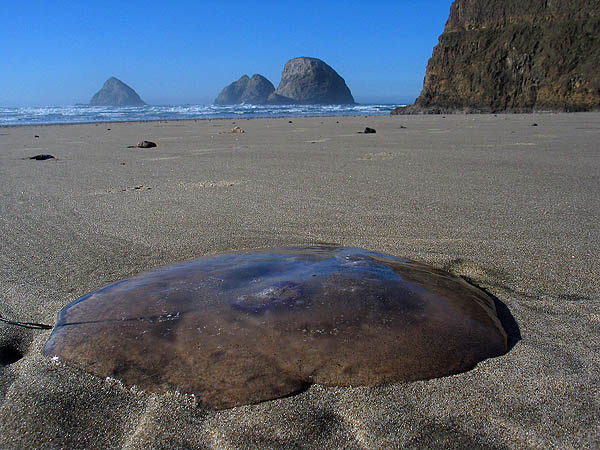 Oregon Coast 2005: Jellyfish 02