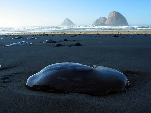 Oregon Coast 2005: Jellyfish 03