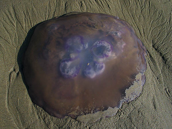 Oregon Coast 2005: Jellyfish 04