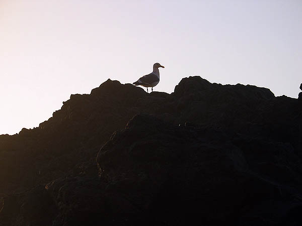 Oregon Coast 2005: Seagull