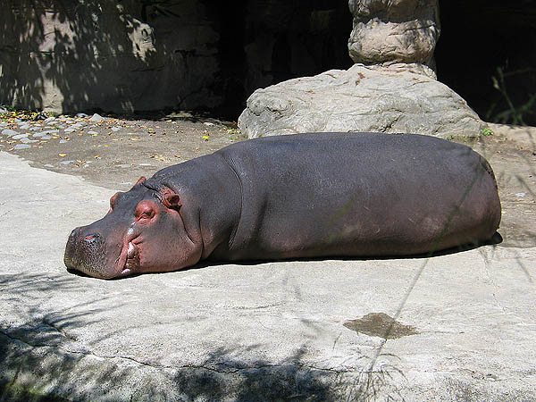 Oregon Zoo 2004: Hippopotamus