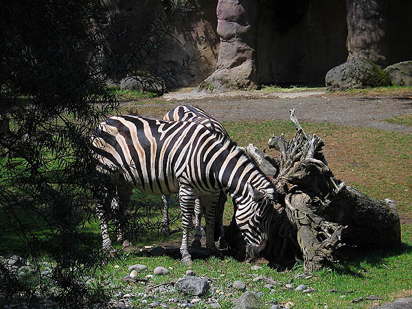 Oregon Zoo 2004: Zebra