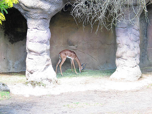 Oregon Zoo 2004: Kudu