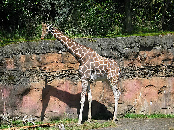 Oregon Zoo 2004: Giraffe