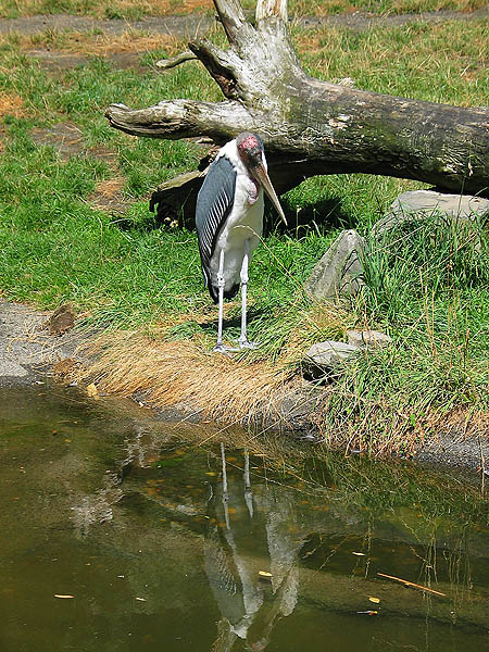 Oregon Zoo 2004: Marabou Stork
