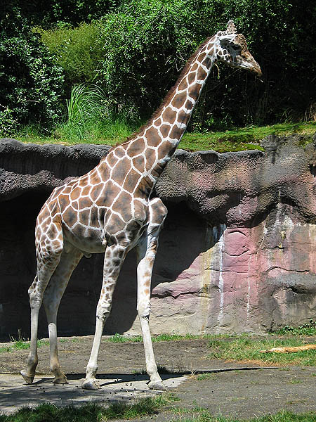 Oregon Zoo 2004: Giraffe 02