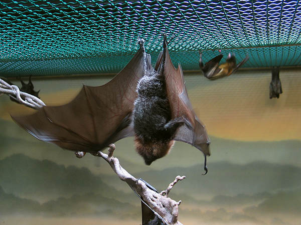 Oregon Zoo 2004: Bat