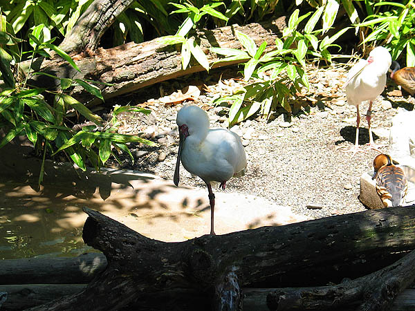 Oregon Zoo 2004: African White Spoonbill