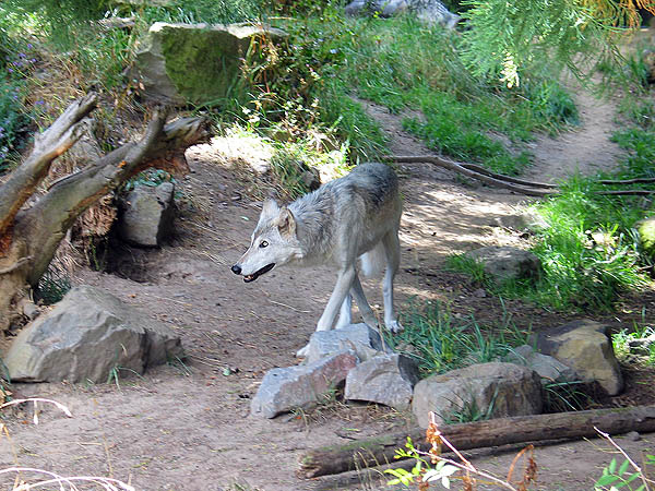 Oregon Zoo 2004: Grey Wolf