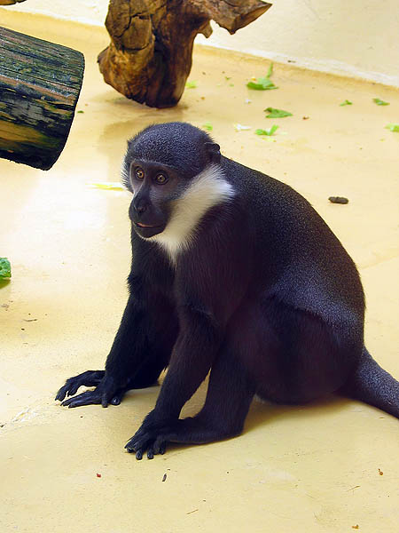 Oregon Zoo 2004: White-Cheeked Gibbon