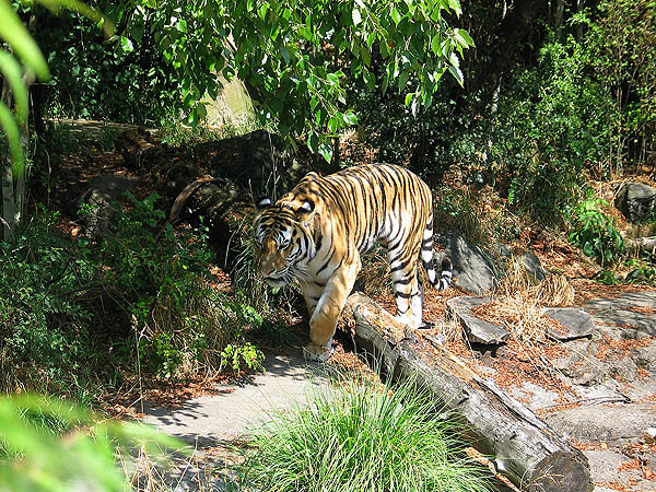Oregon Zoo 2004: Siberian Tiger