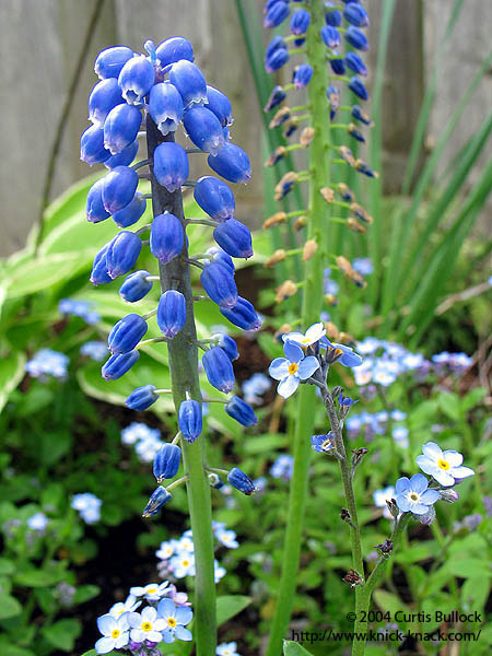 Portland Flowers 09