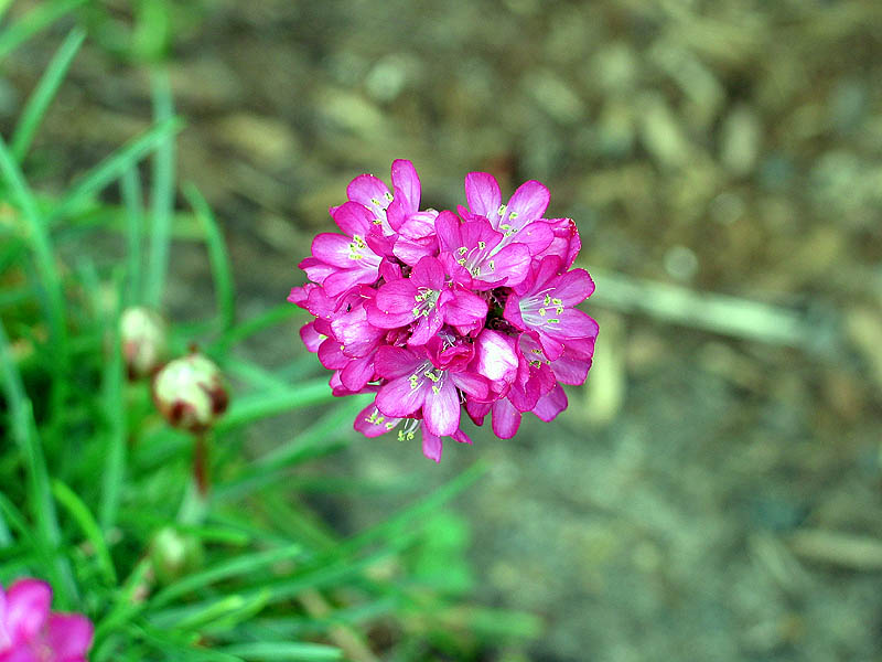 Portland Flowers 14