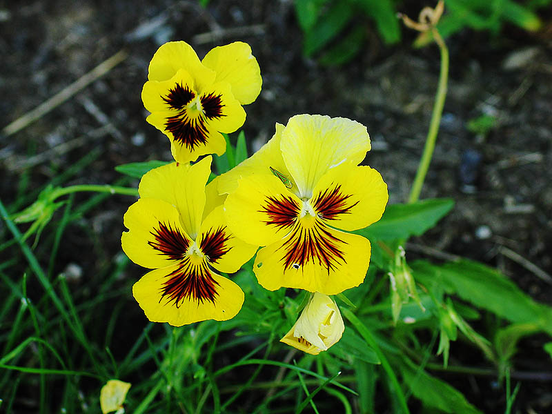 Portland Flowers 23