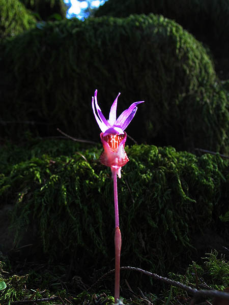 Ruckle Ridge 2004: Calypso Orchid 02