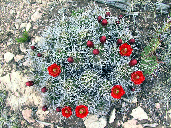Shelf Road 2002: Cactus Flowers