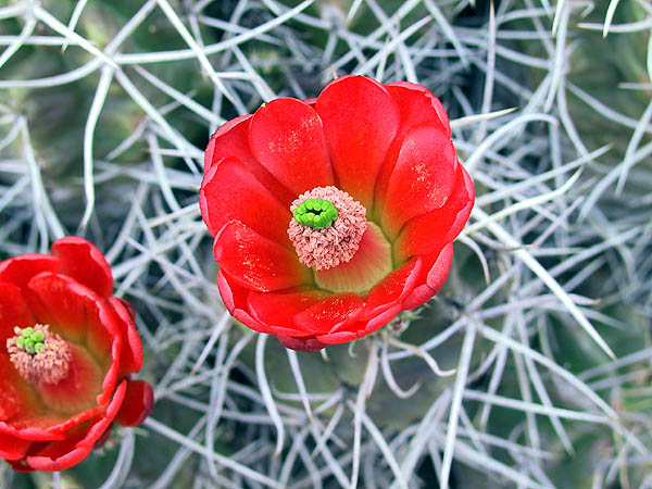 Shelf Road 2002: Cactus Flowers Up Close