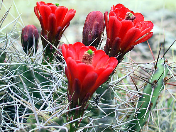 Shelf Road 2002: Cactus Flowers From Side