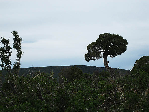 Telluride 2006: Black Canyon Juniper Tree