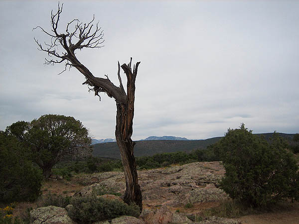 Telluride 2006: Black Canyon Dead Juniper