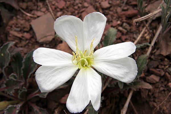Telluride 2006: Mountain Flower