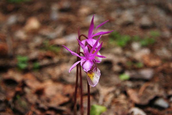 Telluride 2006: Calypso Orchid