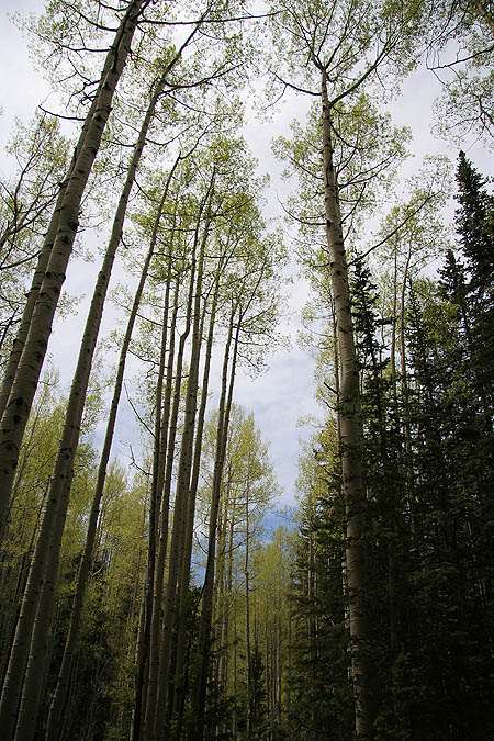 Telluride 2006: Aspen Trees