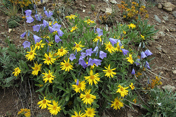 Torreys 2006: Wildflowers