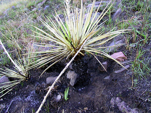 White Ranch: Burned Yucca