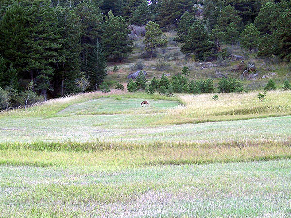 White Ranch: Deer in Meadow