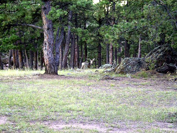White Ranch: Deer at Campsite
