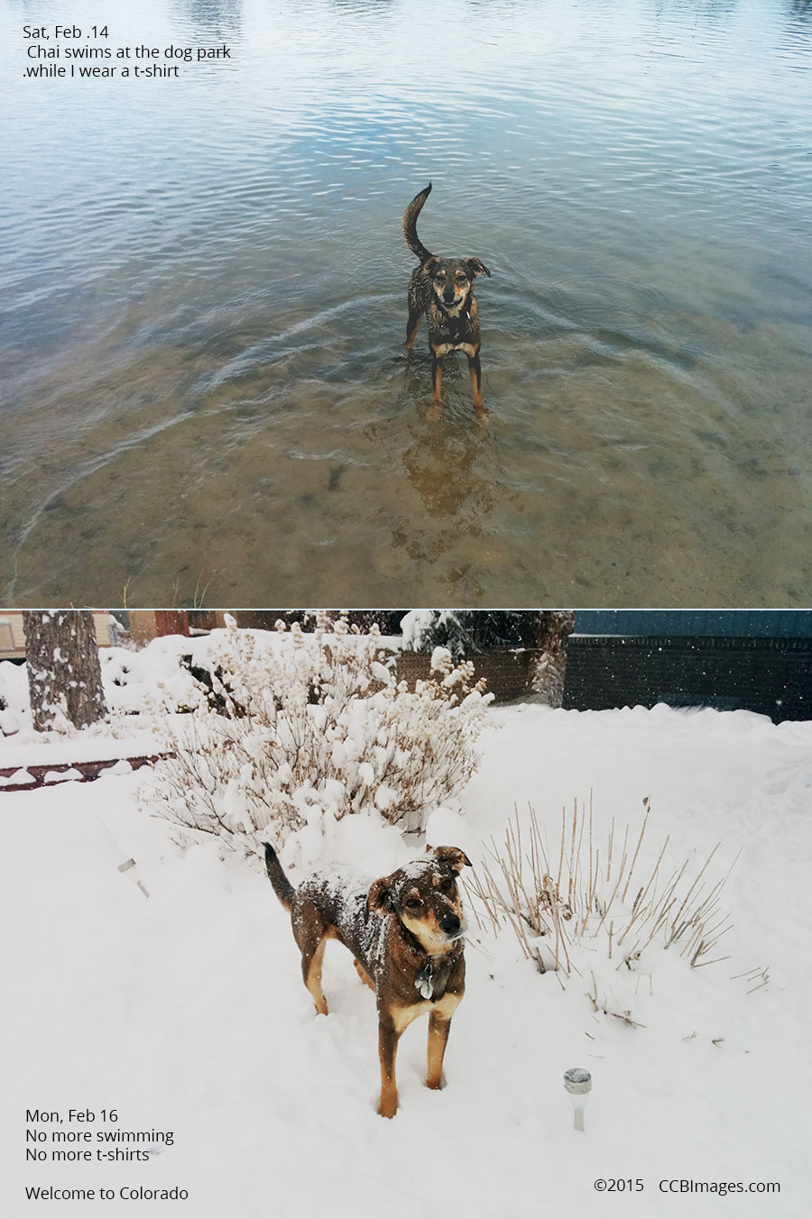 My dog in water and snow