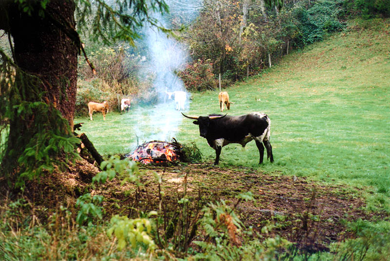 Oregon Coast 2000: Bull and Fire